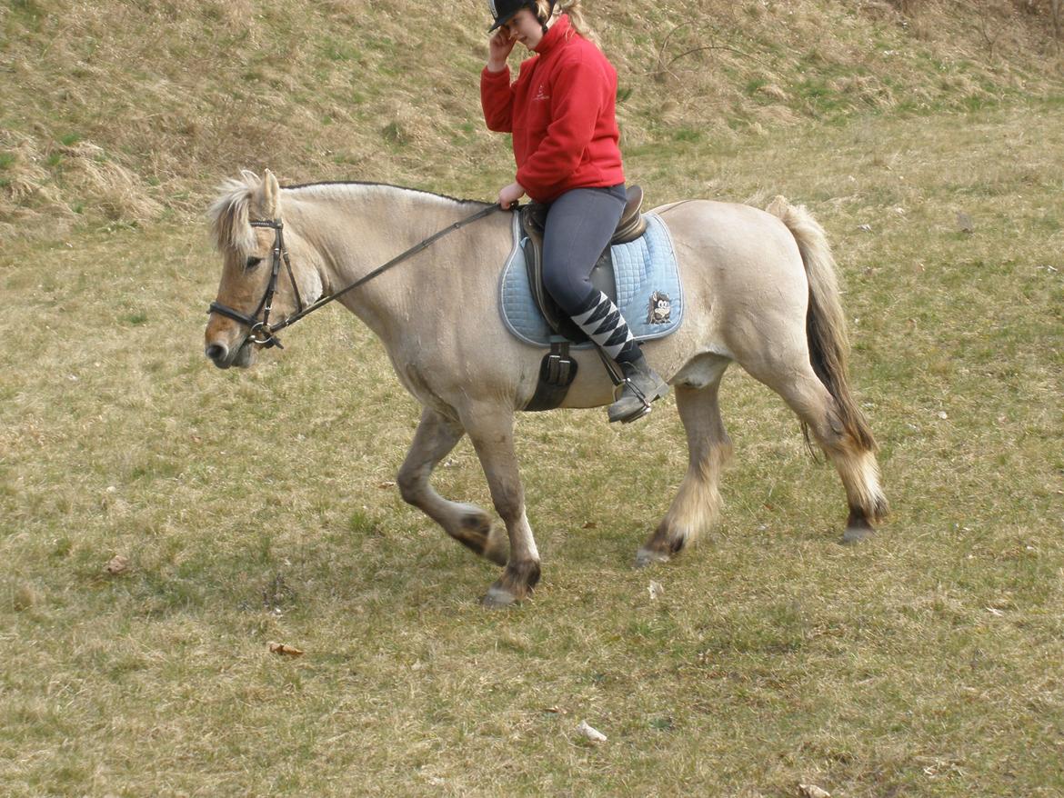 Fjordhest †Bellmann Kongsted† billede 39