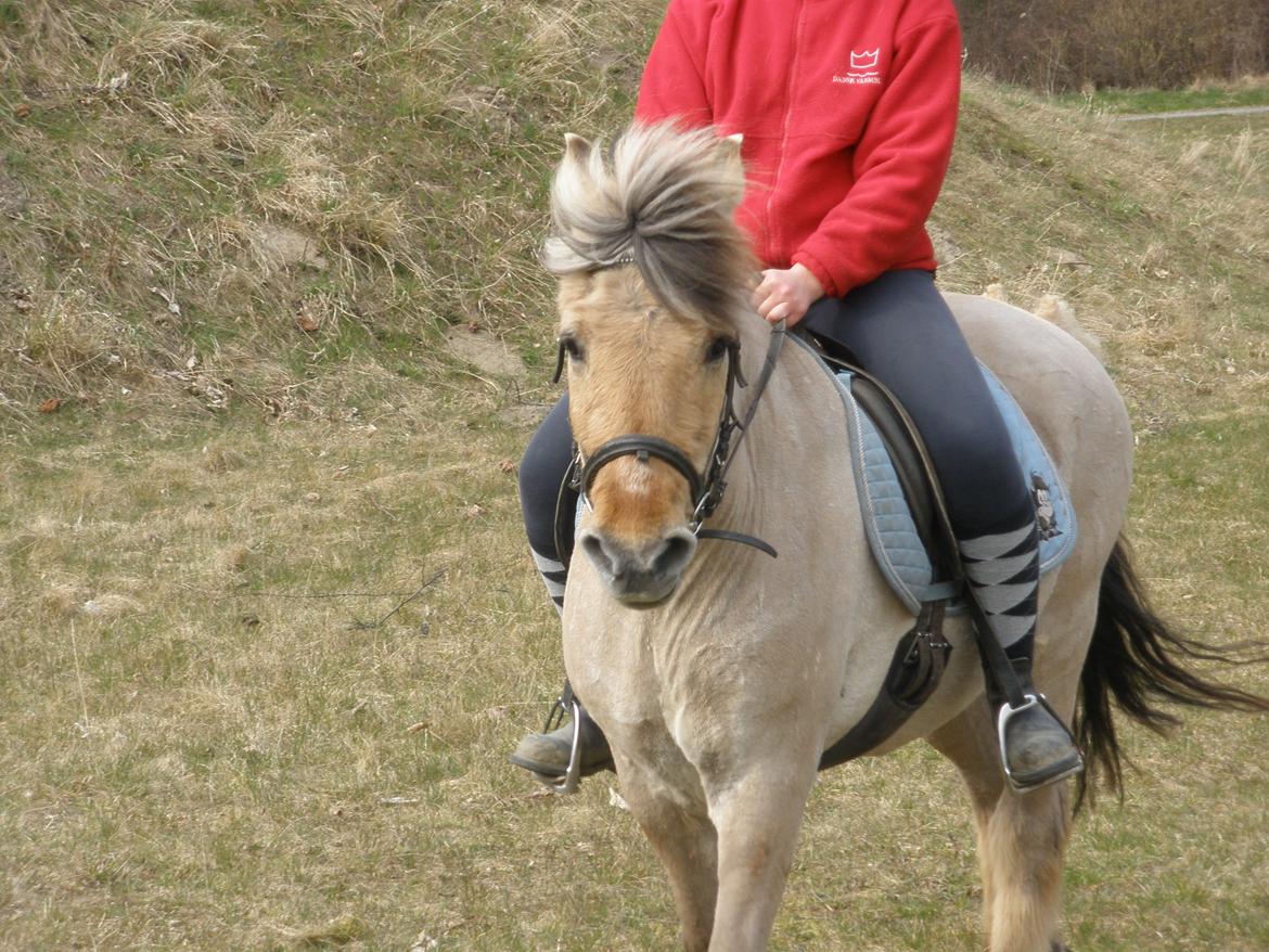 Fjordhest †Bellmann Kongsted† billede 40