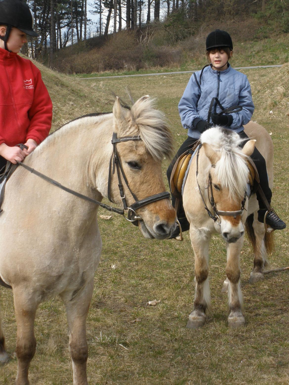 Fjordhest †Bellmann Kongsted† billede 41