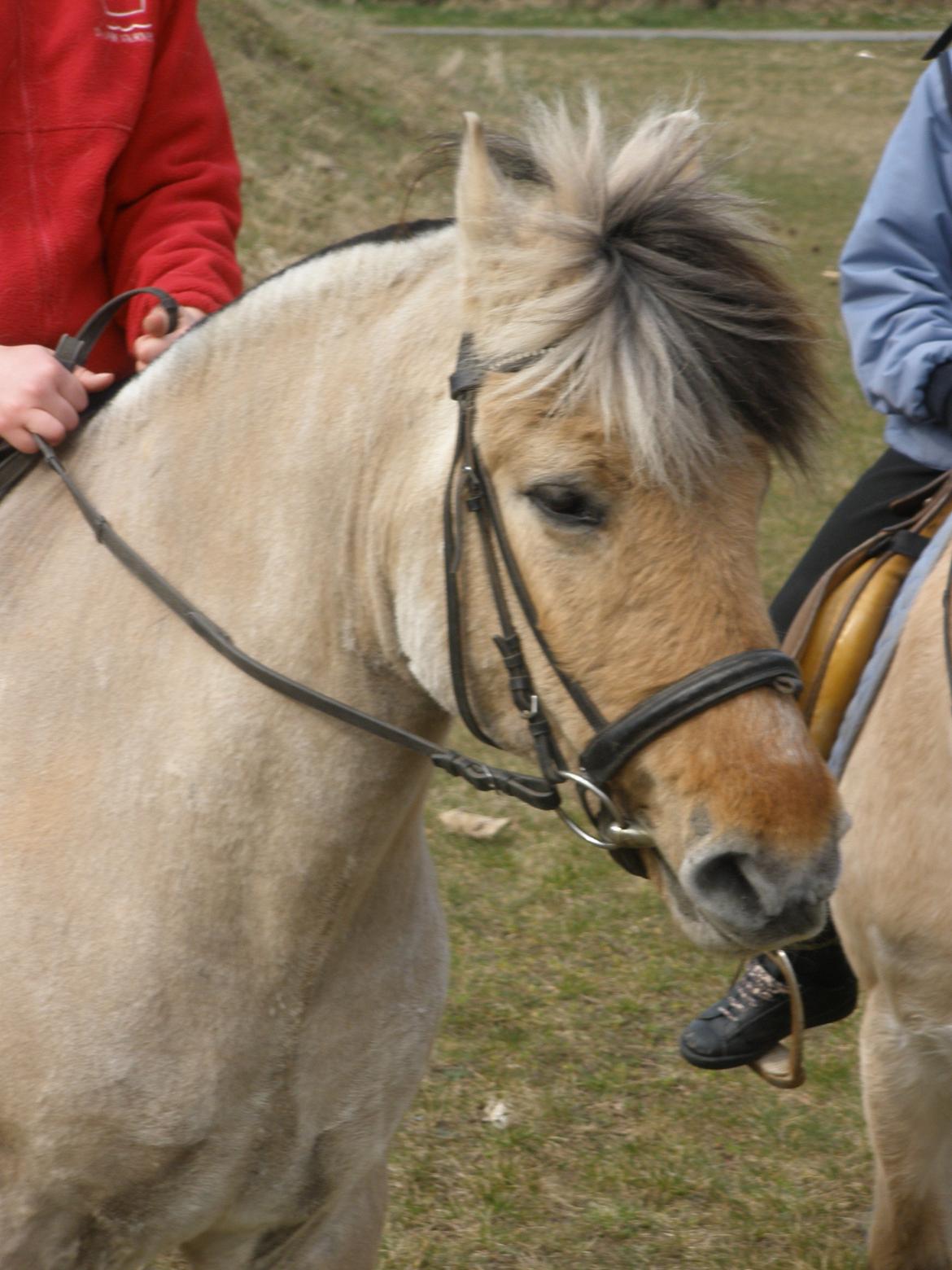Fjordhest †Bellmann Kongsted† billede 42