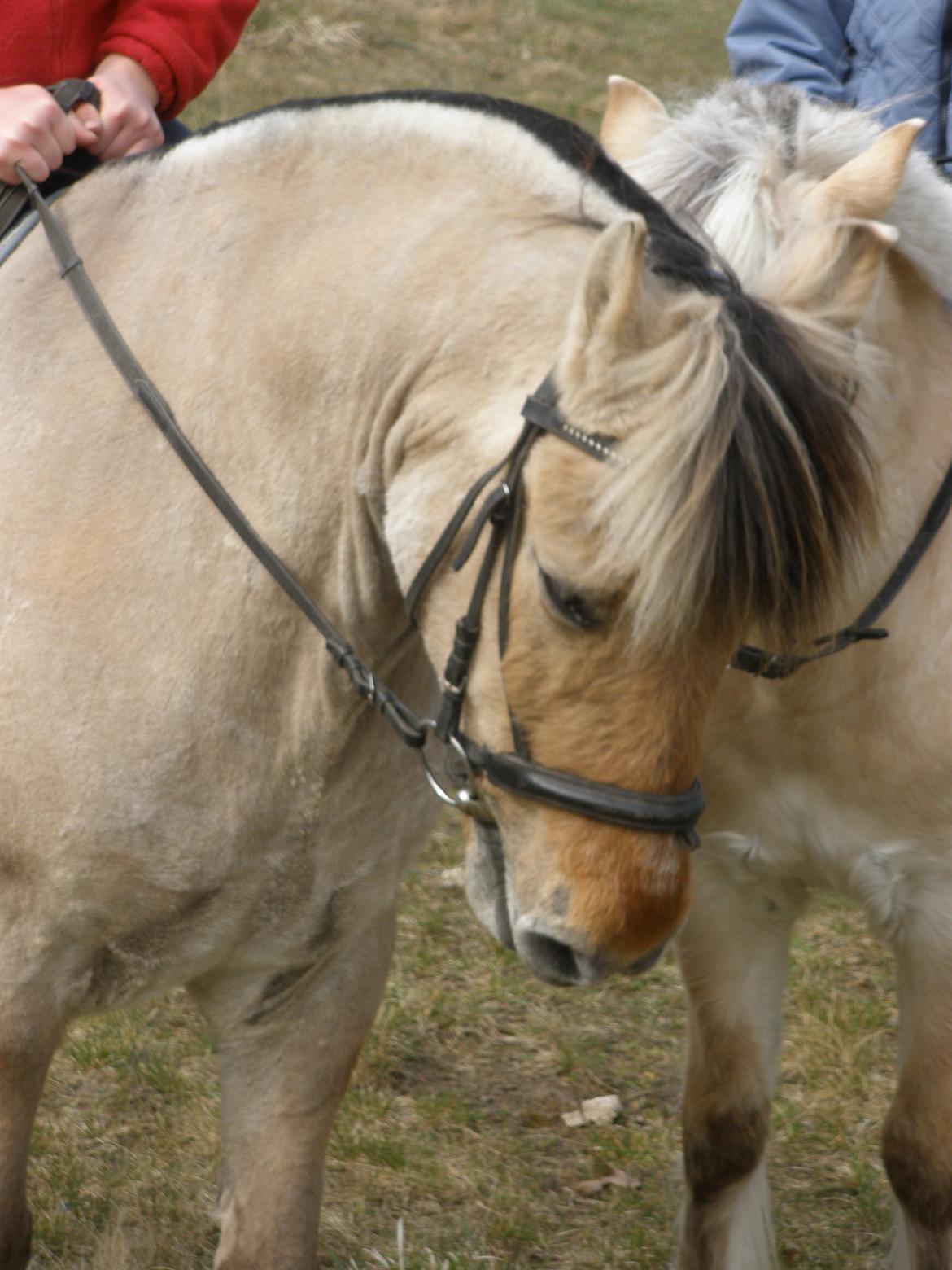 Fjordhest †Bellmann Kongsted† billede 43