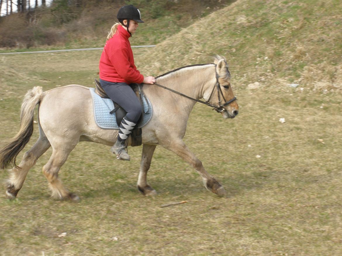 Fjordhest †Bellmann Kongsted† billede 44