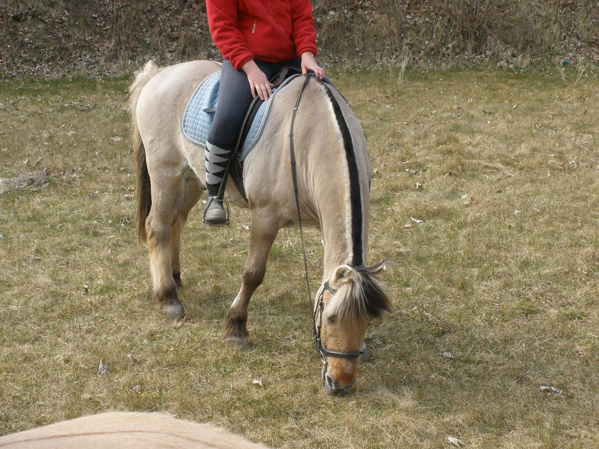 Fjordhest †Bellmann Kongsted† billede 45