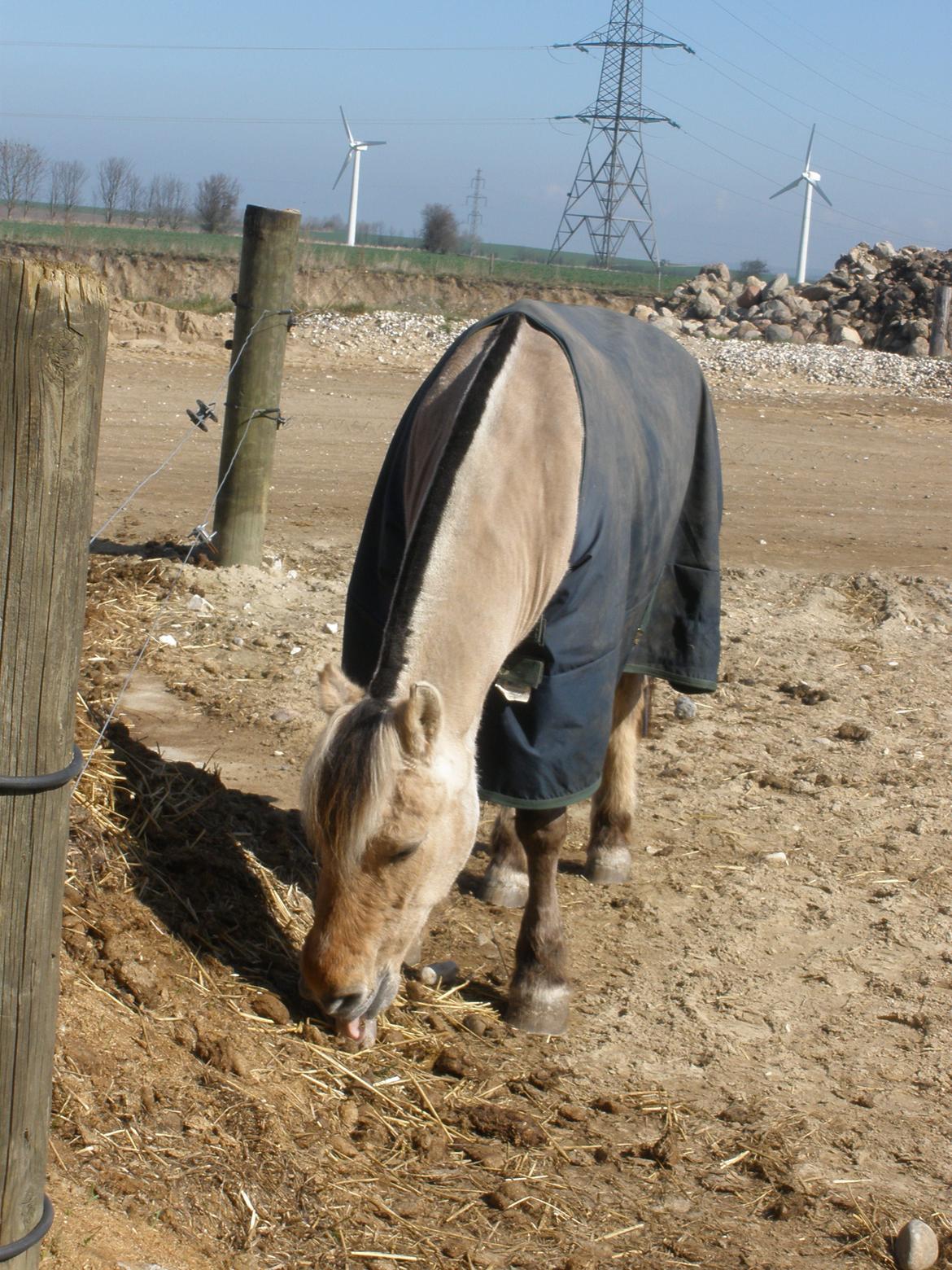 Fjordhest †Bellmann Kongsted† billede 46