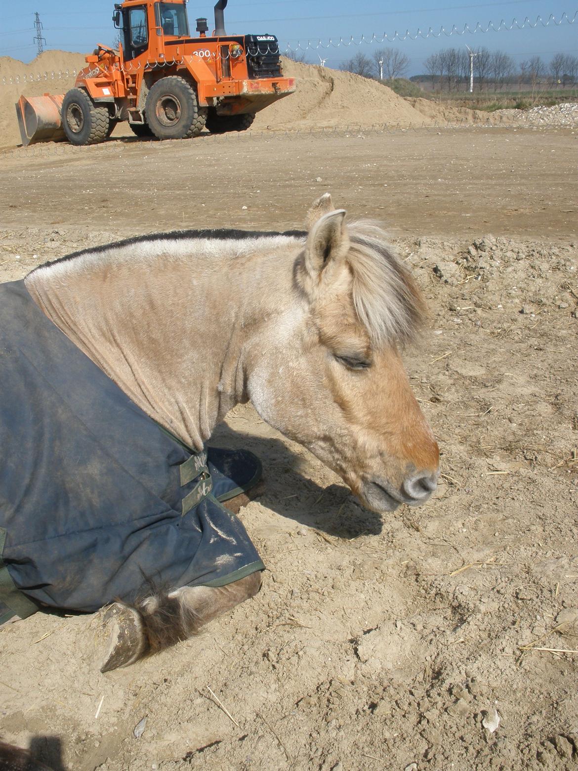Fjordhest †Bellmann Kongsted† billede 47