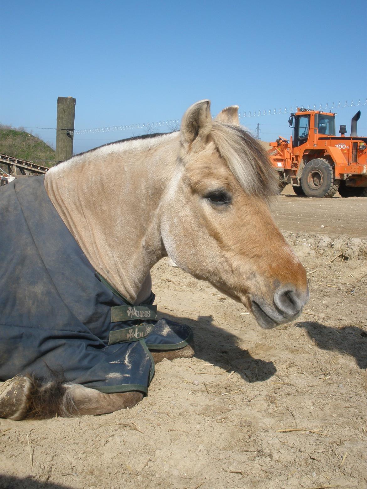 Fjordhest †Bellmann Kongsted† billede 48