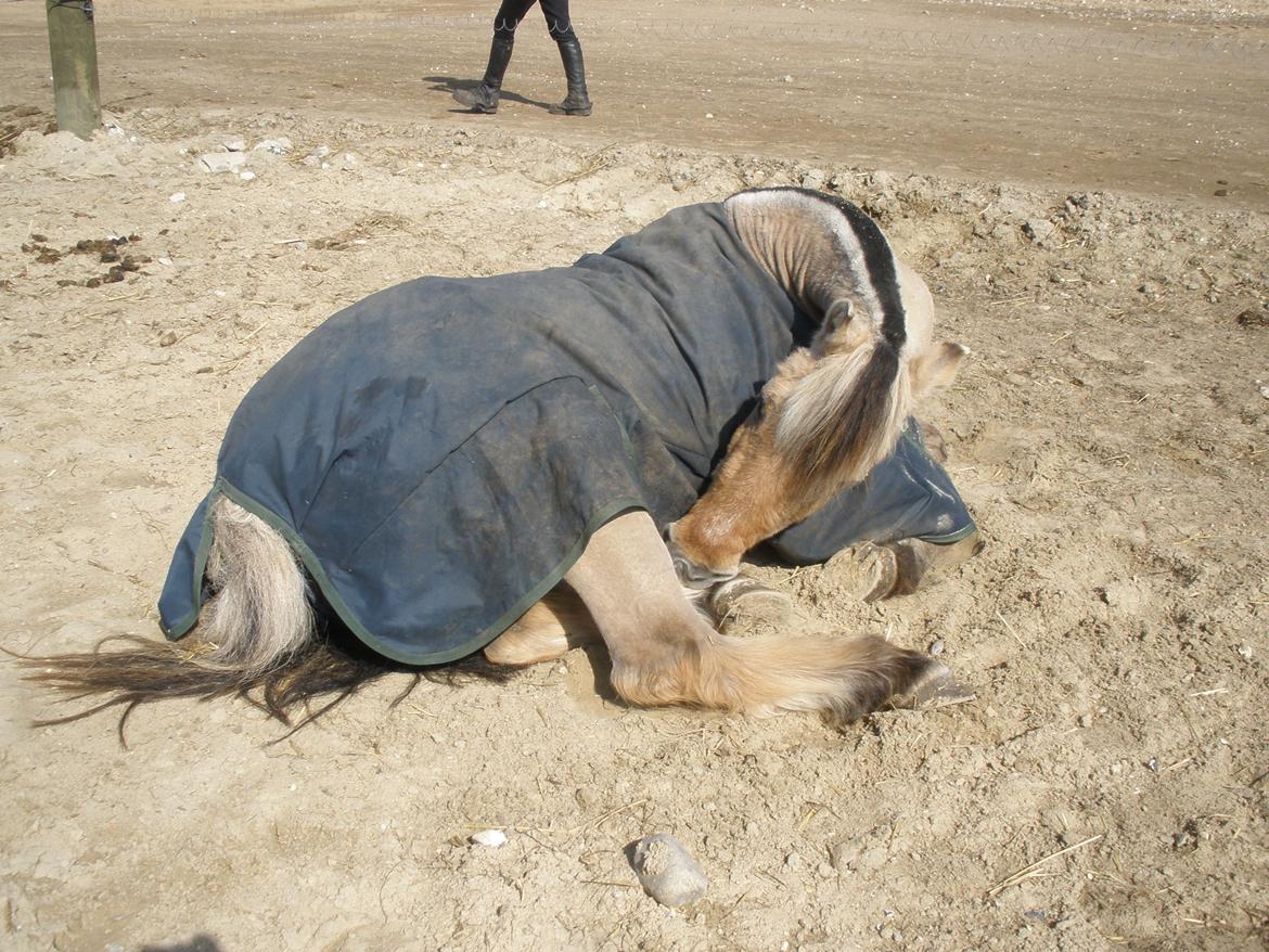 Fjordhest †Bellmann Kongsted† billede 49