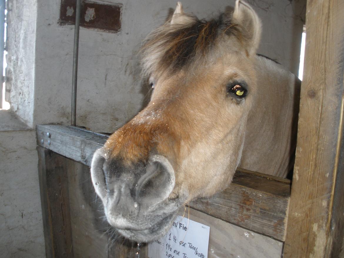 Fjordhest †Bellmann Kongsted† billede 50