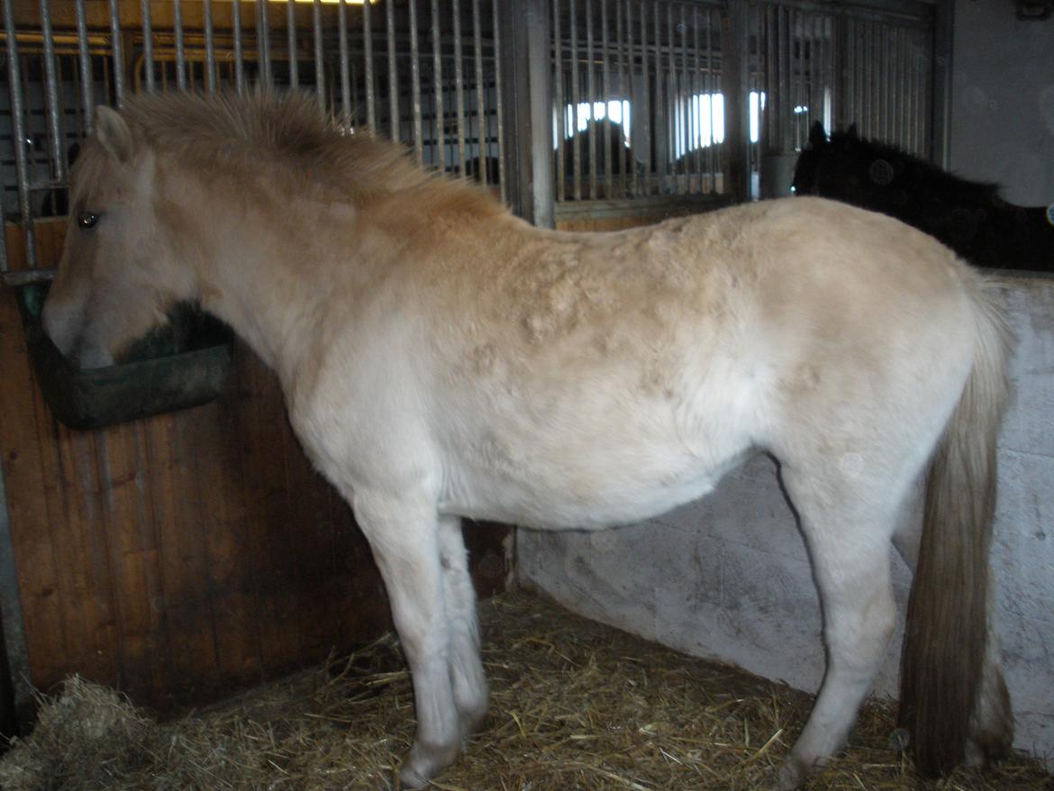 Fjordhest Lotte billede 5