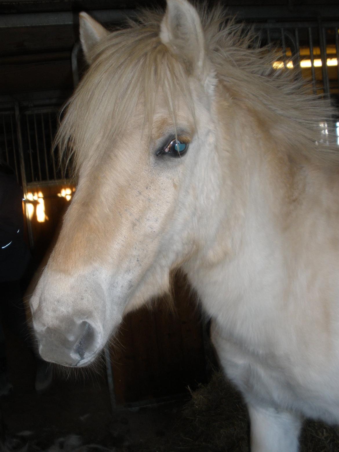 Fjordhest Lotte billede 4