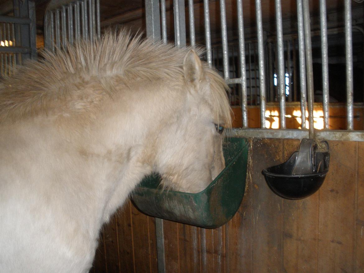 Fjordhest Lotte billede 6