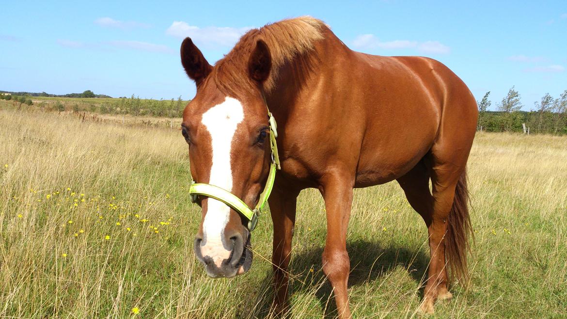 Hollandsk Sportspony Broderigårdens Nando (Gucci Nans) - Verdens dejligste pony - han gør mig utrolig glad :) billede 22