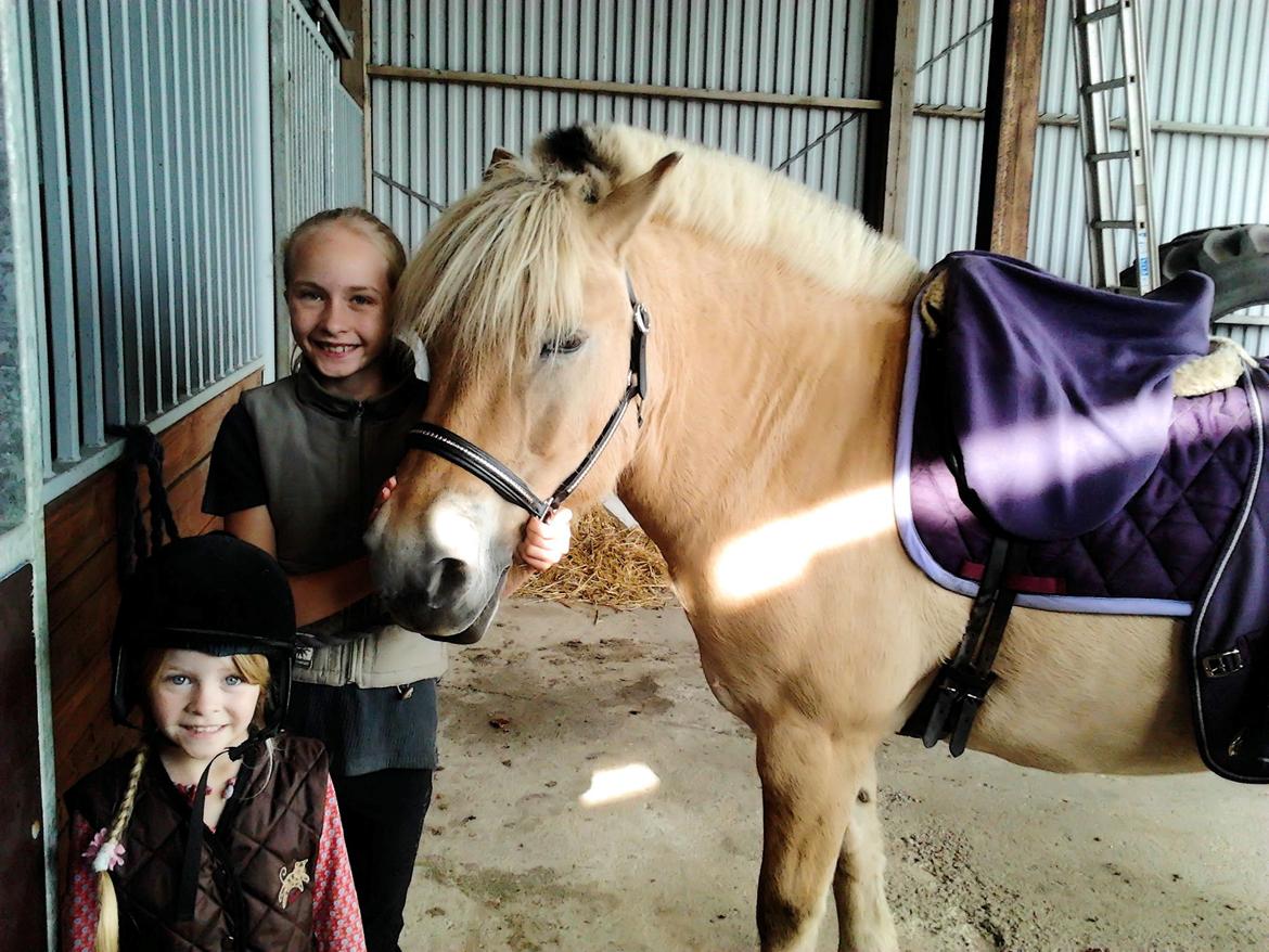 Fjordhest KALIF - De små rideengle <3 billede 16