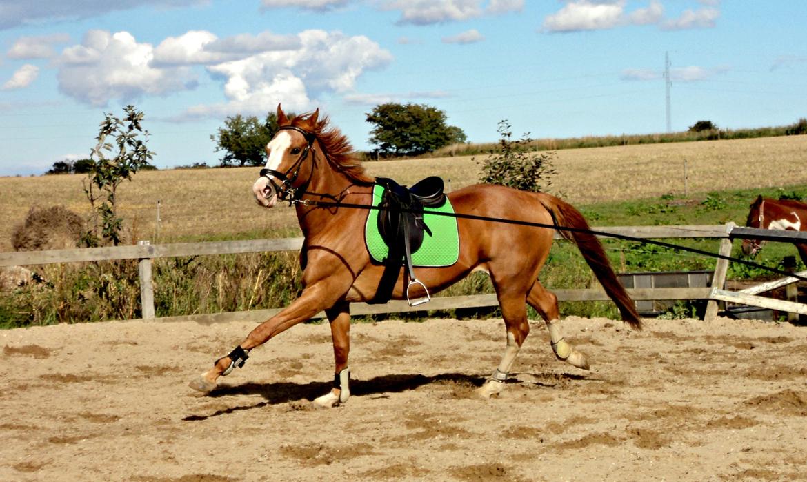 Dansk Varmblod Balthazar *Tidligere hest* billede 13