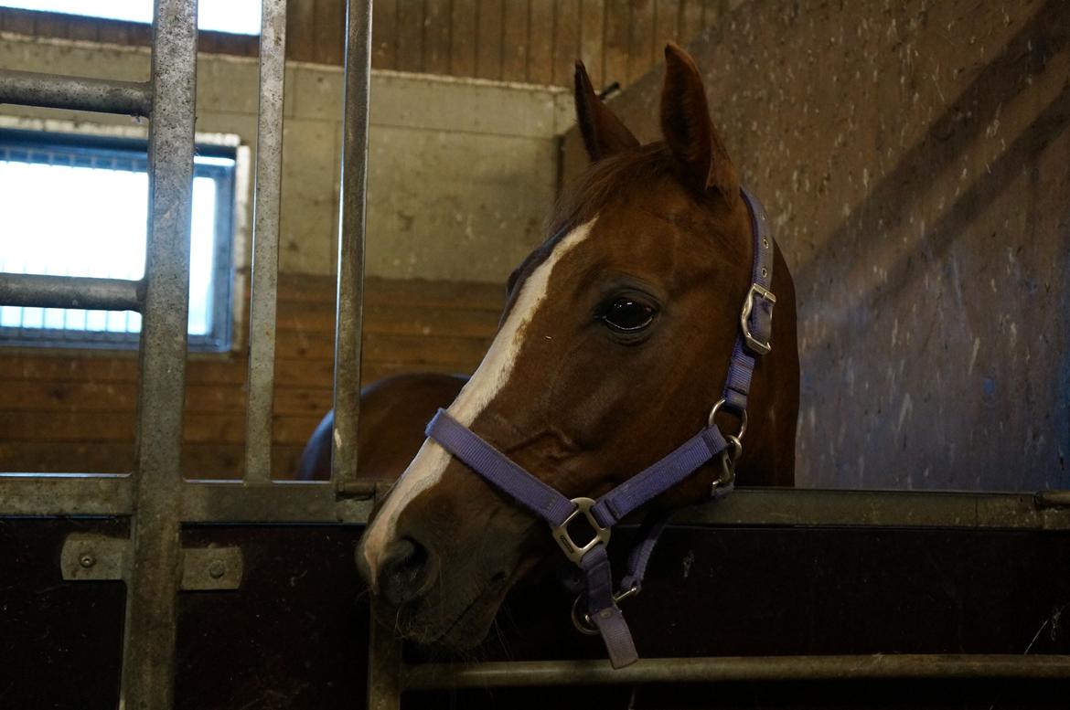 DSP | Night-Girl [ Red ] Solgt. billede 16