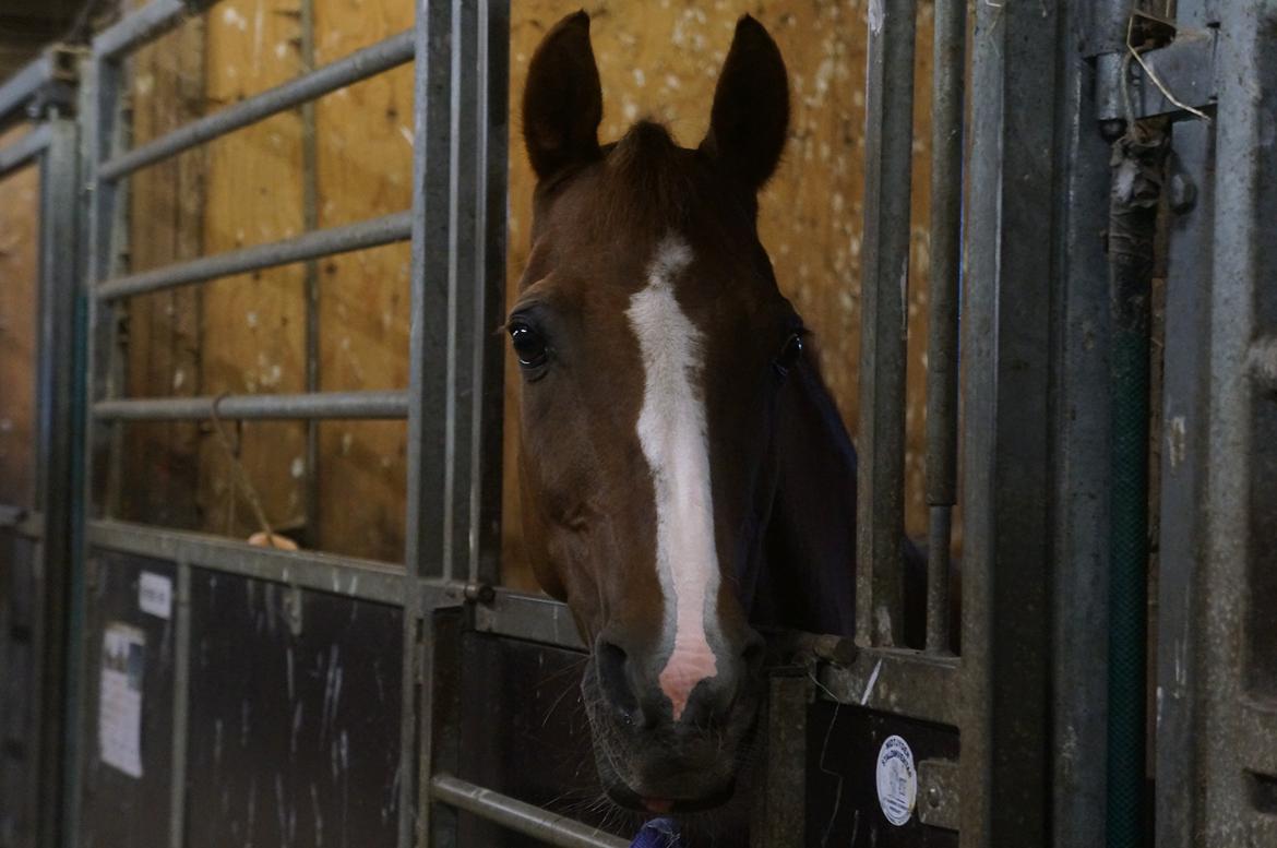 DSP | Night-Girl [ Red ] Solgt. billede 18