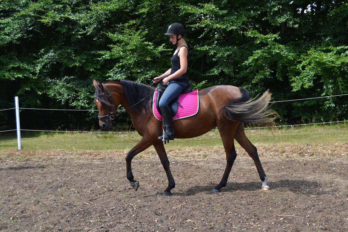 Arabisk fuldblod (OX) Chanel Cosh billede 26