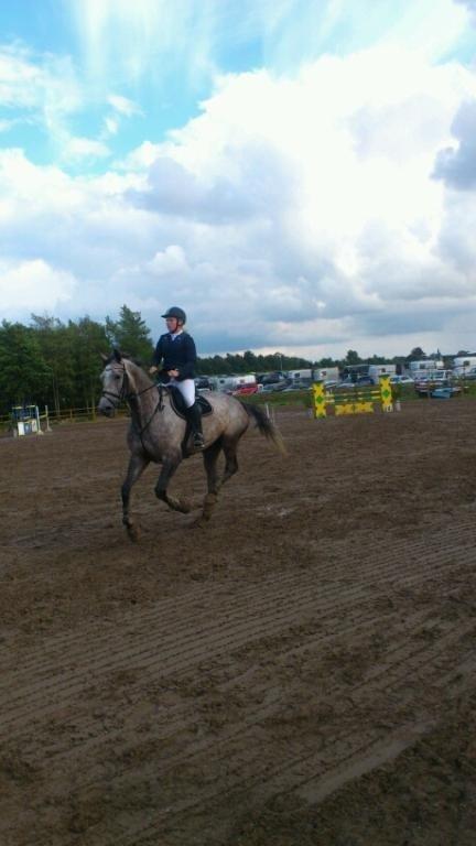 Hollandsk Varmblod Baron billede 12