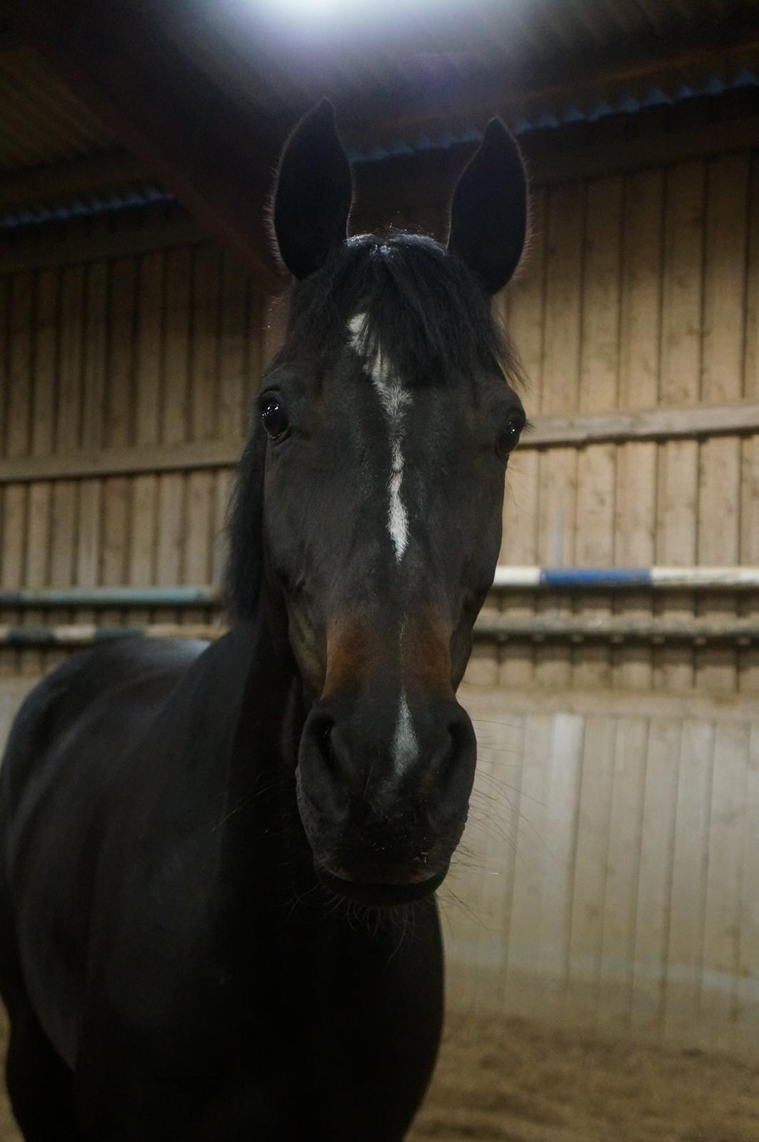 Württemberger Nashville R.I.P 24.10.2013 billede 12