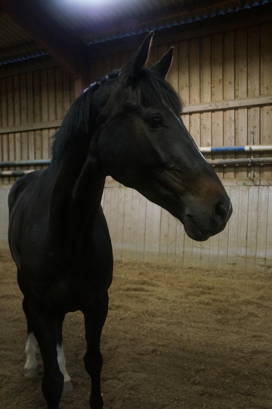 Württemberger Nashville R.I.P 24.10.2013 billede 13