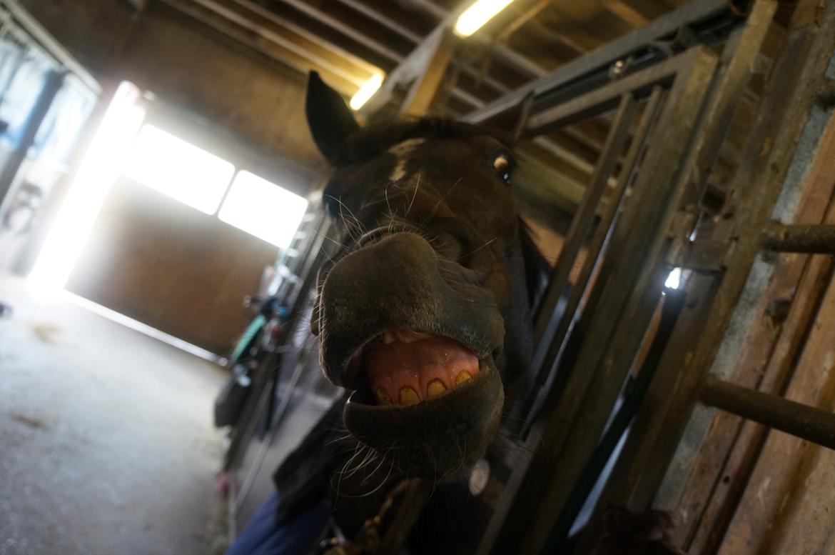 Württemberger Nashville R.I.P 24.10.2013 billede 14