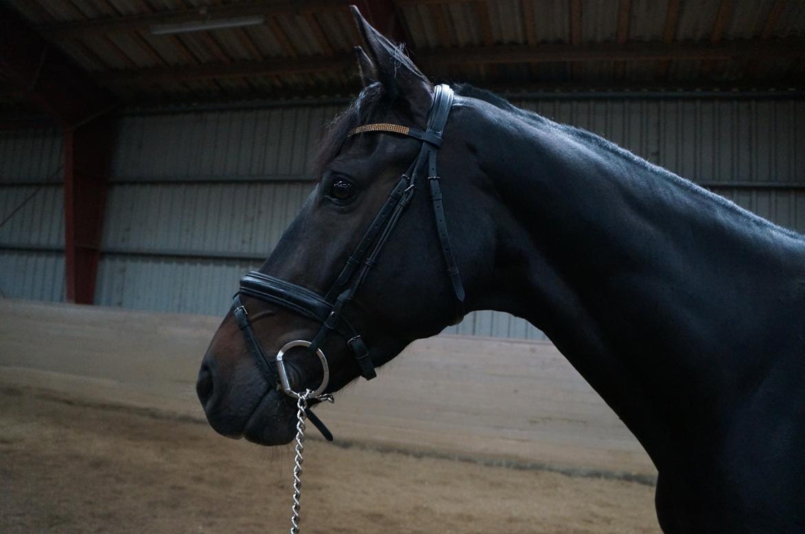 Württemberger Nashville R.I.P 24.10.2013 billede 15