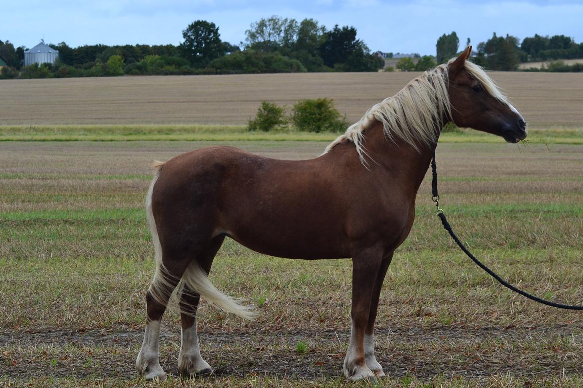 Welsh Cob (sec D) | Glanvyrnwy Olwena - Opstillingsbillede i cordeo på marken. ♥ September 2013. billede 15