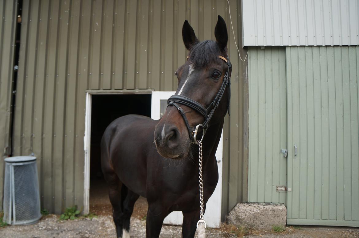 Württemberger Nashville R.I.P 24.10.2013 billede 16