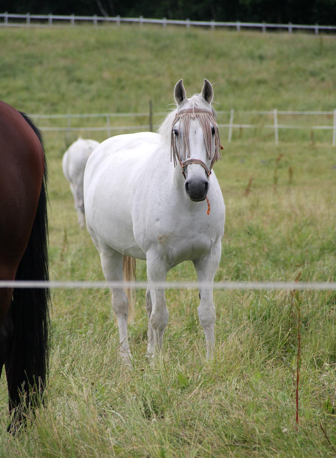 Anden særlig race Gucci - På sommergræs 2013. billede 7