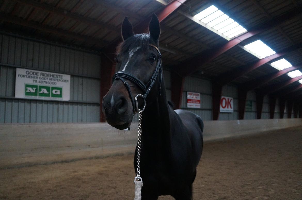 Württemberger Nashville R.I.P 24.10.2013 billede 17