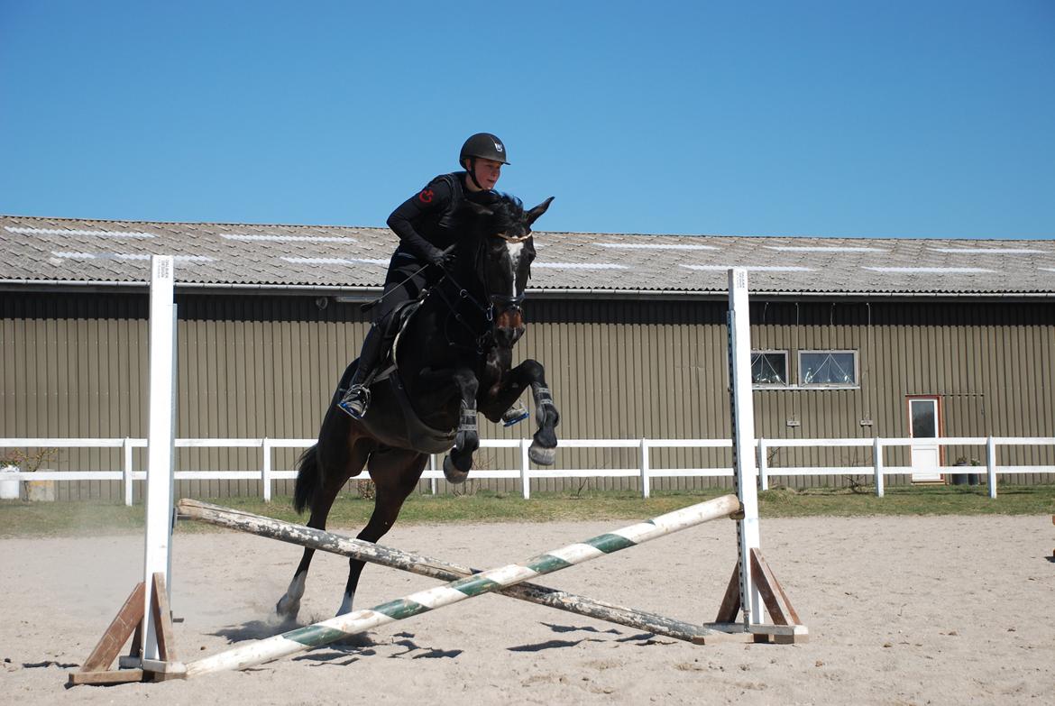 Württemberger Nashville R.I.P 24.10.2013 billede 19