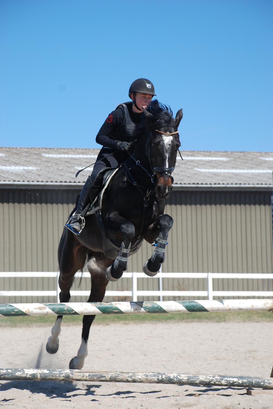 Württemberger Nashville R.I.P 24.10.2013 billede 20