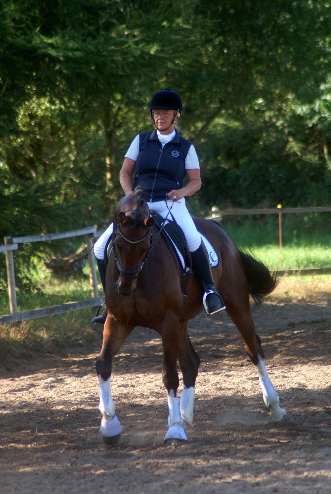 Hollandsk Varmblod B - Opvarmning billede 4