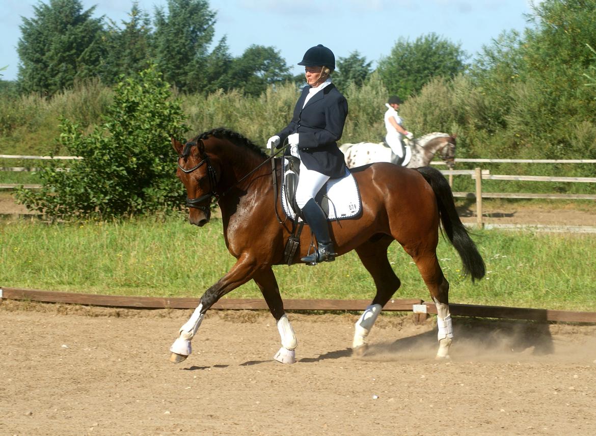 Hollandsk Varmblod B - Smukke B - Stævne 2013 billede 3