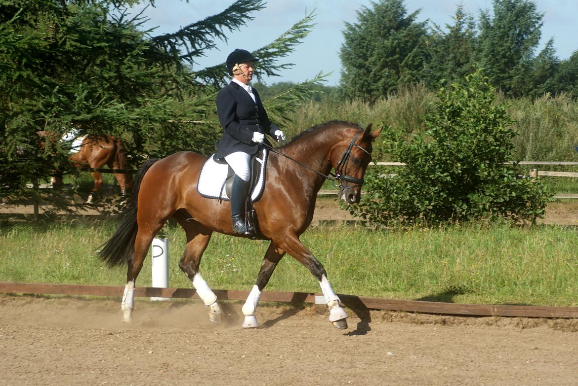 Hollandsk Varmblod B billede 11