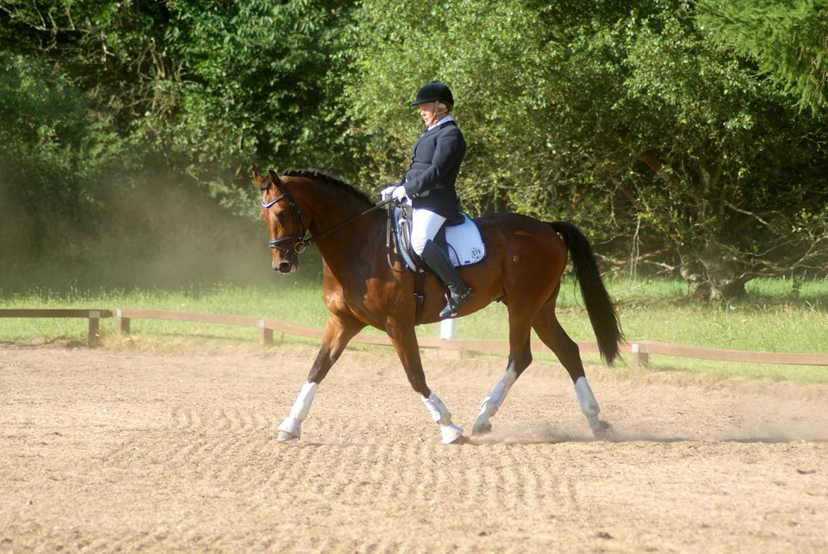 Hollandsk Varmblod B billede 5