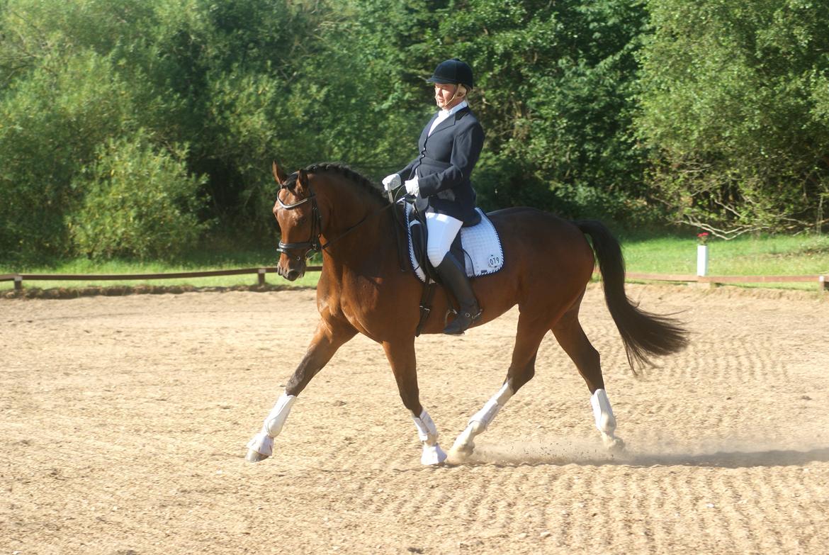 Hollandsk Varmblod B billede 25