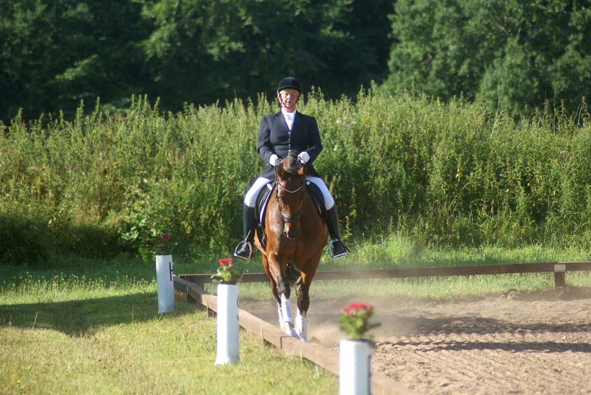 Hollandsk Varmblod B billede 26