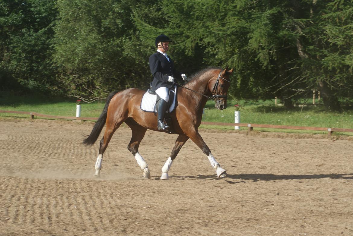 Hollandsk Varmblod B - Fri trav  billede 9