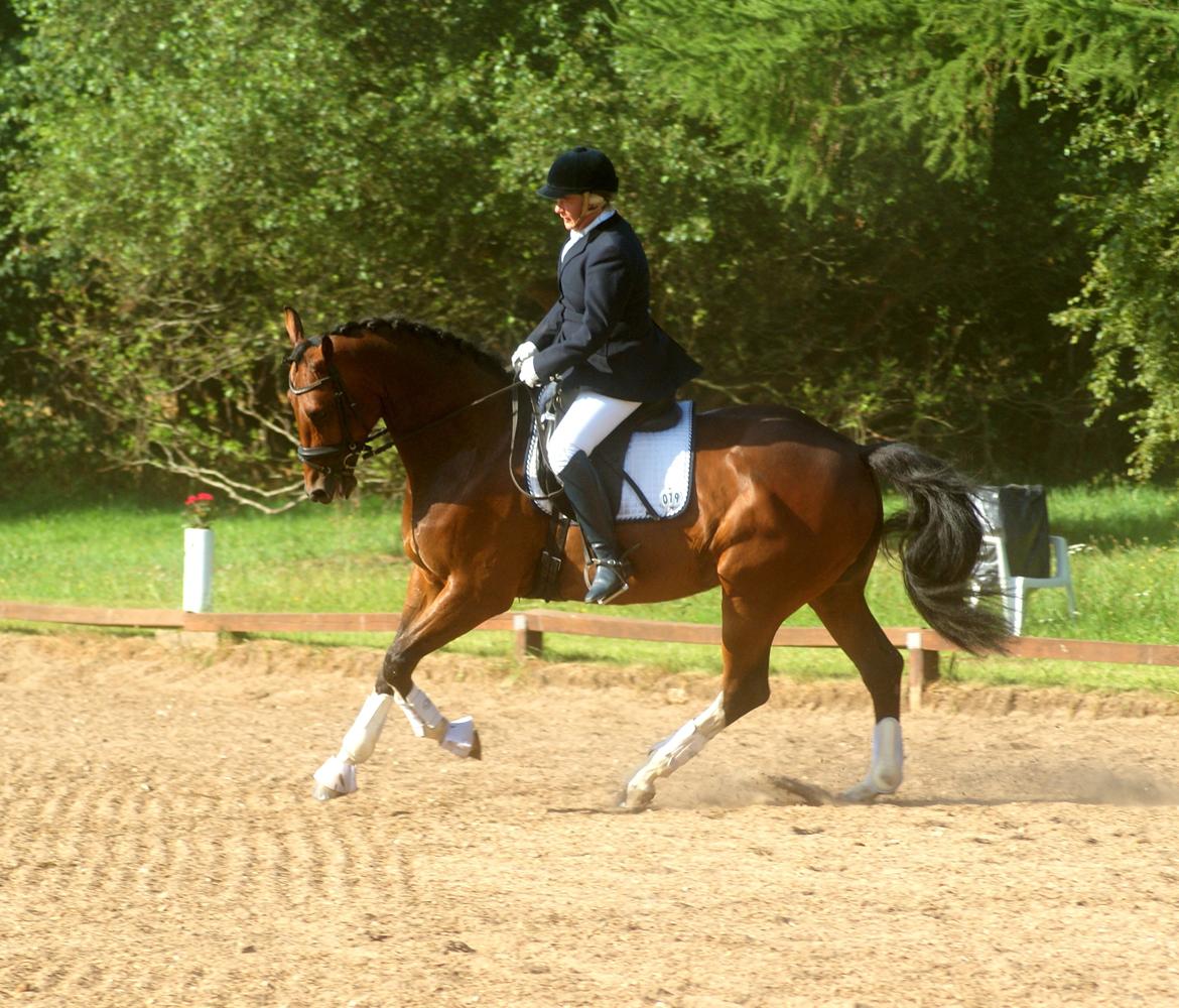 Hollandsk Varmblod B - Velkommen til Bs profil <3 billede 1