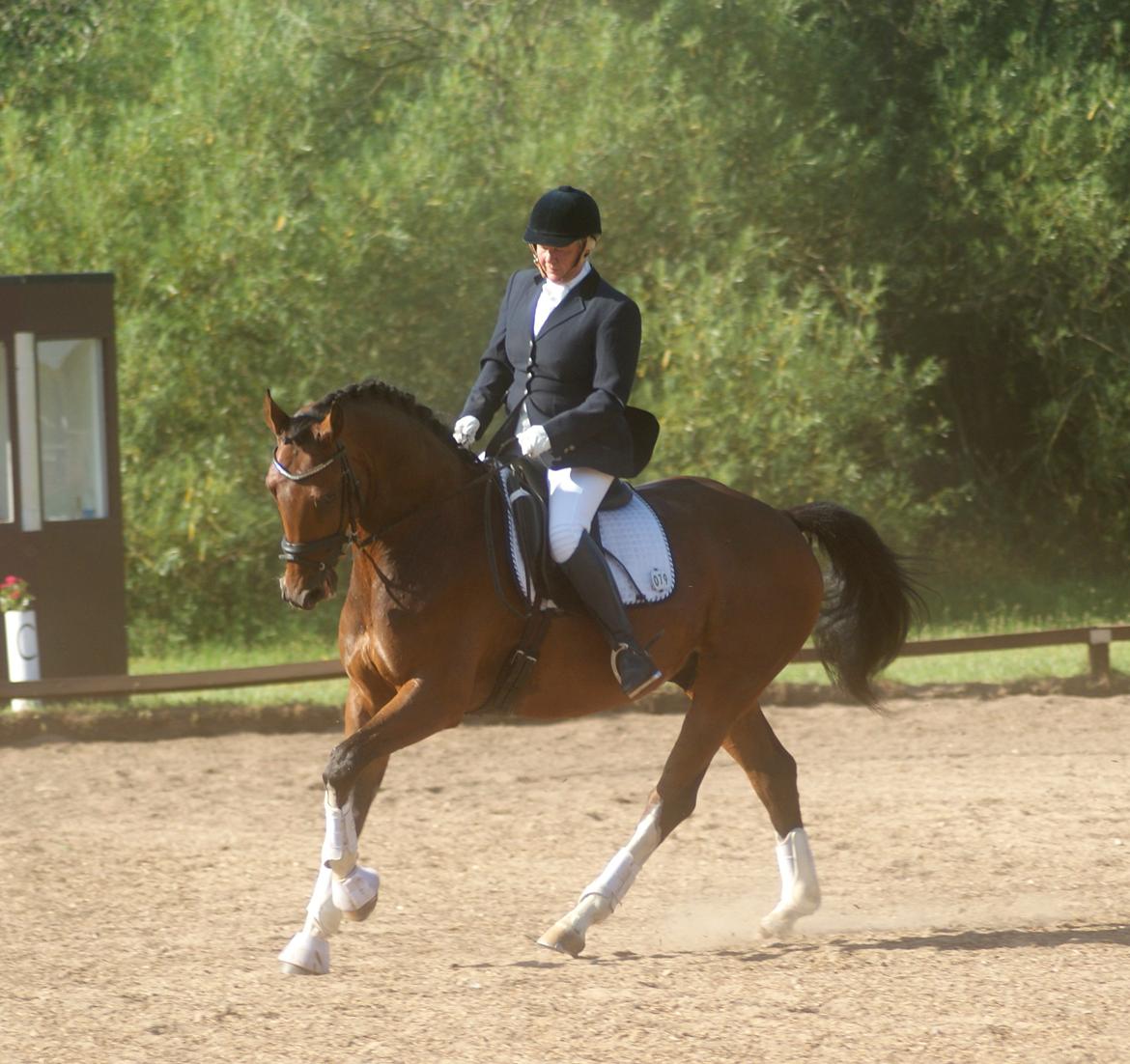 Hollandsk Varmblod B billede 6