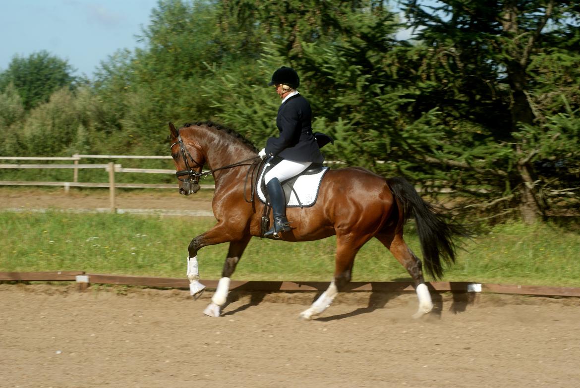 Hollandsk Varmblod B billede 2