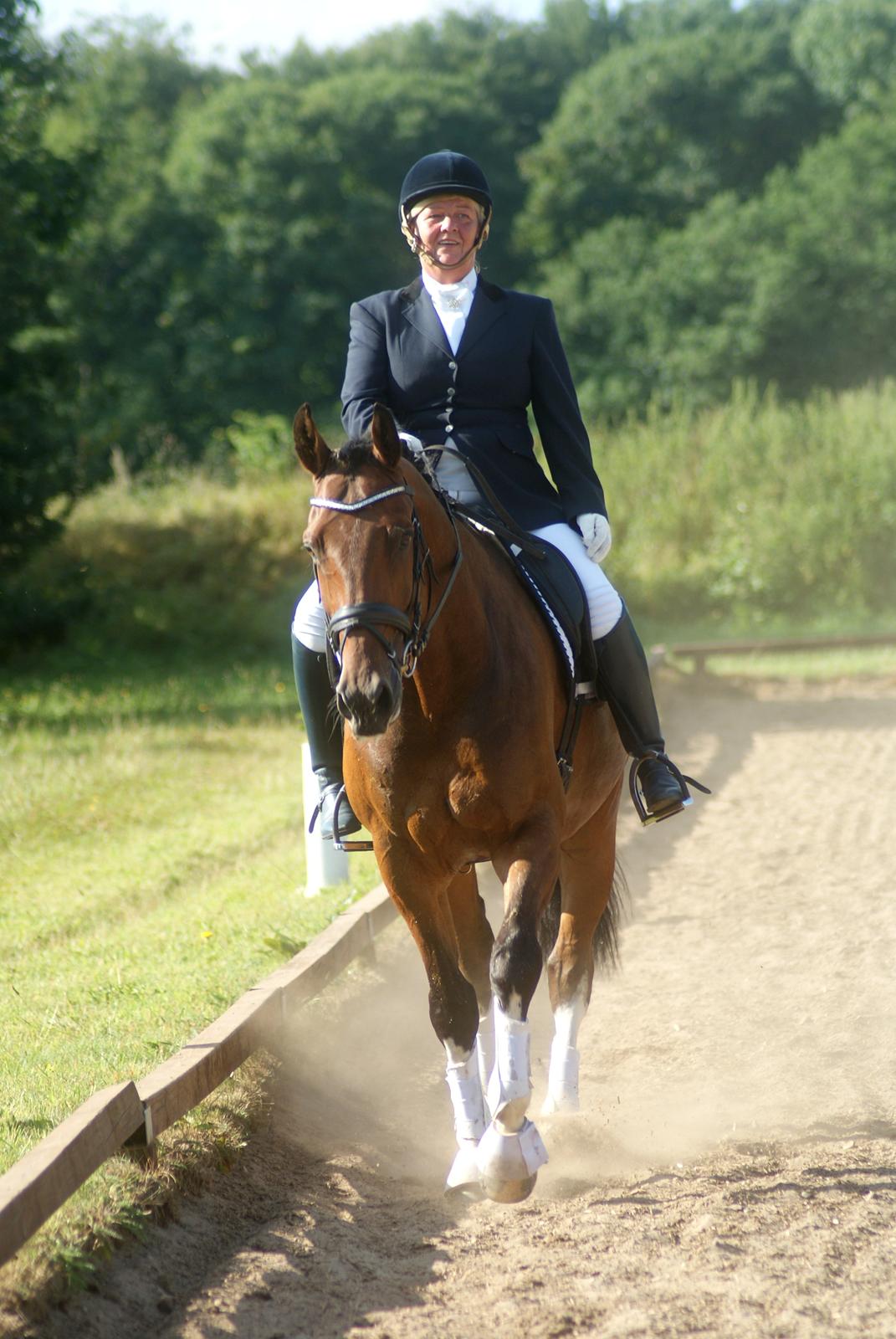 Hollandsk Varmblod B billede 13