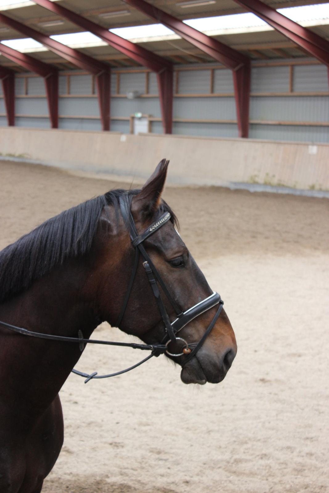 Anden særlig race Qato E billede 8
