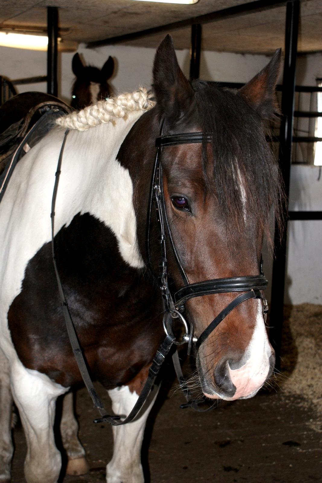 Anden særlig race Thor - Med udstyr og rosenknubber billede 7