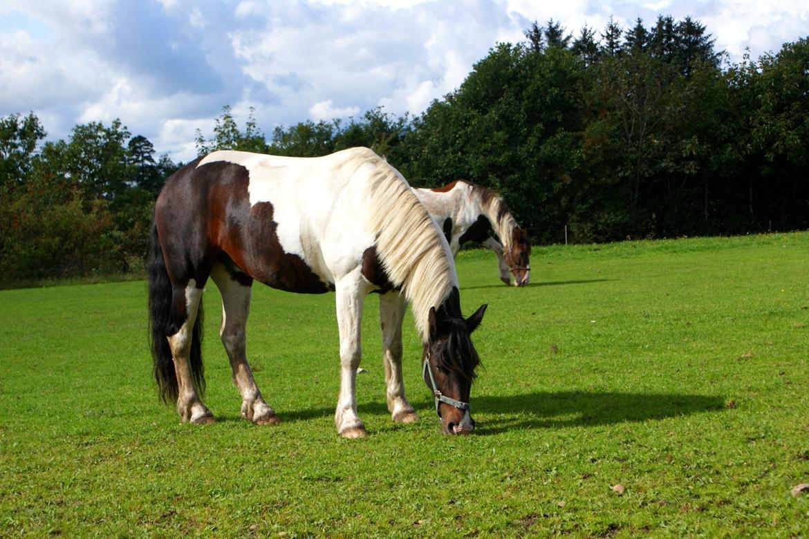 Anden særlig race Thor billede 4
