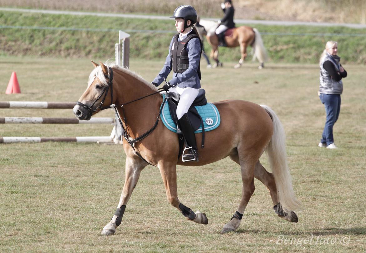 Haflinger Mille Skov - Haflinger DM i spring 2013. Fotograf: Annika Engel-Arlt billede 24