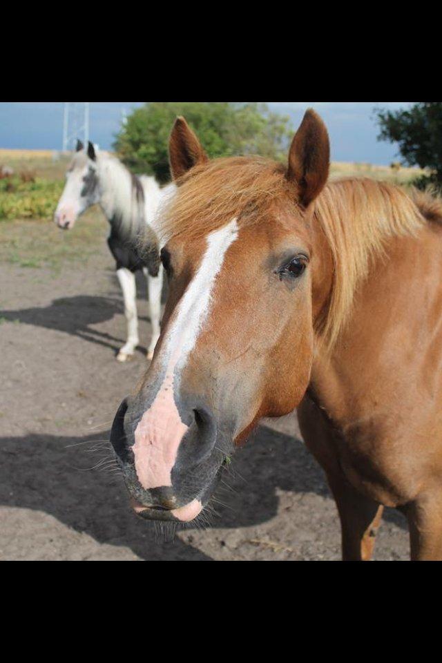 New Forest Engdalens Wendy - min bedste ven <3 - Min smukke, smukke pony! Foto: Mig billede 28