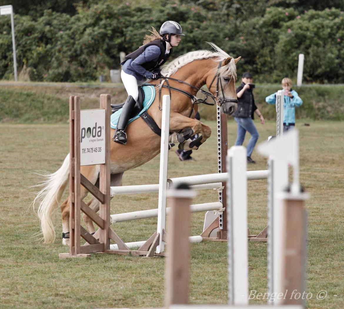 Haflinger Mille Skov - Haflinger DM i spring 2013. Sejeste pony! Fotograf: Annika Engel-Arlt billede 4