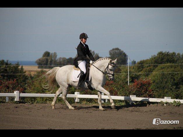 Connemara Hesteklewa Day Dream (day) - musse bornholmsmester dressur 2013. 67,43% stjerne!
foto: frederikke thorsen billede 3
